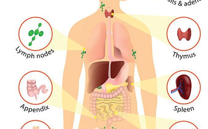 The Science of Immunity: How Your Body Fights Off Disease