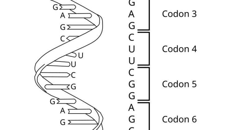 What is a Codon? Unlocking the Genetic Language of Life
