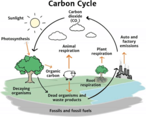 What is the Carbon Cycle? How It Affects Climate Change and Life on Earth