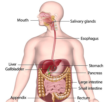 What is the Digestive System? Understanding How Your Body Processes Food
