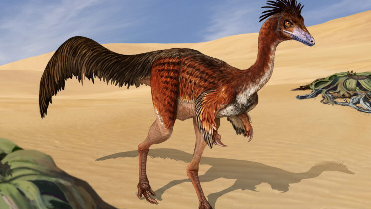 First Evidence of Pneumaticity Found in Alvarezsauridae Fossils