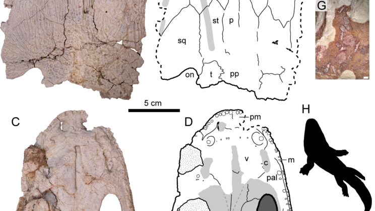 The Mysterious Death of Metoposaurid Amphibians 230 Million Years Ago