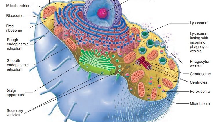 The Incredible World of Cells: The Building Blocks of Life