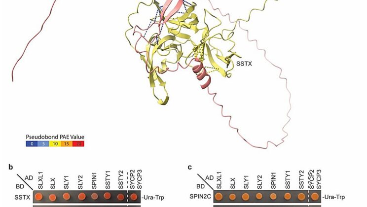The Genetic Arms Race: How X and Y Chromosomes Battle for Offspring Dominance