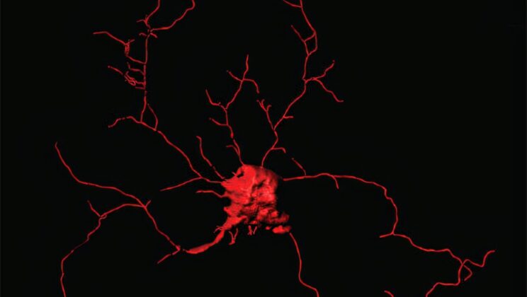 Braingeneers Discover Neuronal Plasticity in 3D Brain Models