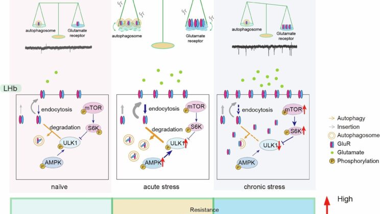 Chronic Stress Suppresses Brain Autophagy, Triggering Depression