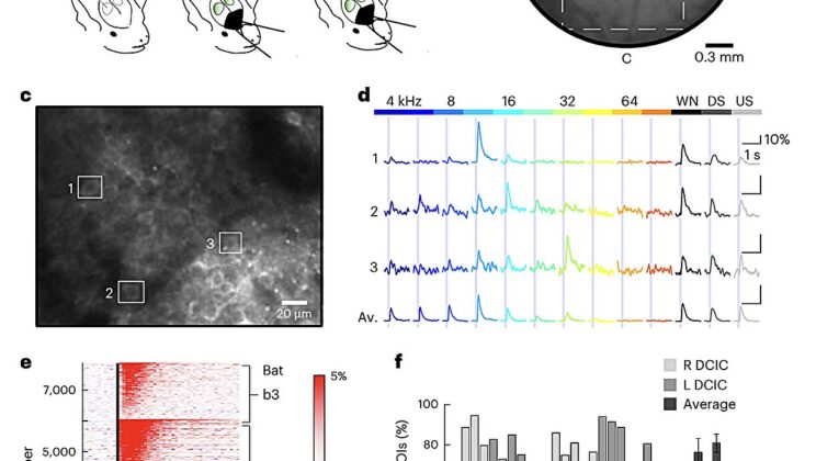 Ears of Instinct: How Bats Categorize Sound in the Blink of a Wingbeat