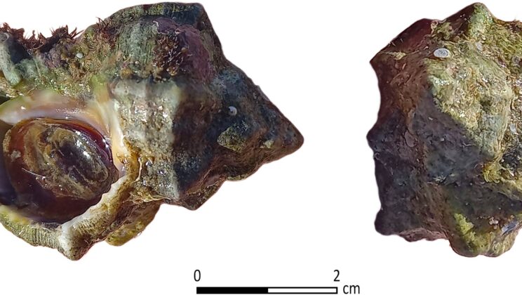 Ancient Purple Dye Factory Unearthed in Israel