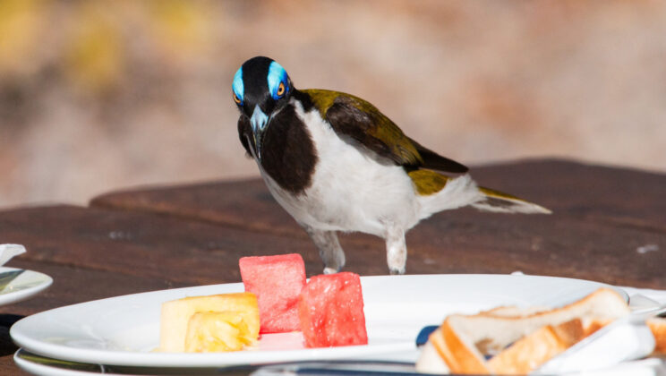 City Lights and Colorful Feathers: How Urban Life is Painting Birds in Brighter Shades