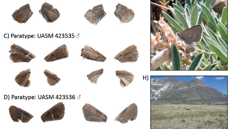 The Butterfly That Waited 40,000 Years to Be Named