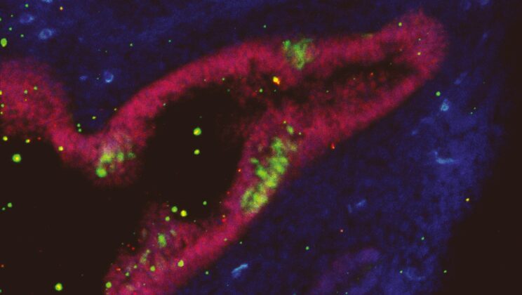 Discovery of Neural Stem Cells Outside the Central Nervous System