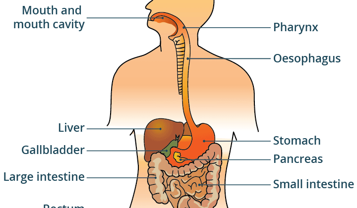 What is the Digestive System? Functions, Organs, and Disorders Explained