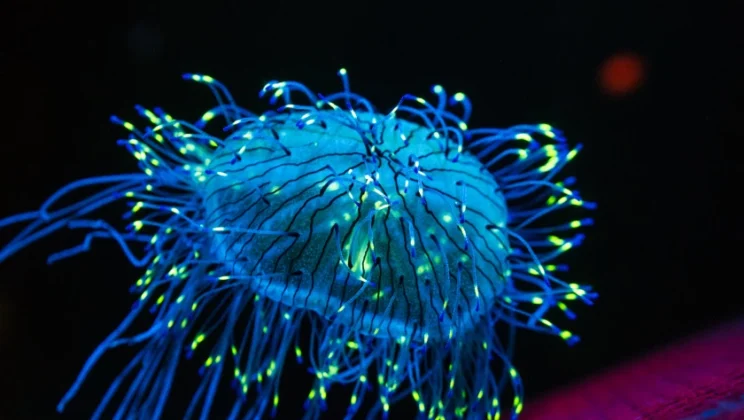 The Amazing Biology of Bioluminescent Creatures