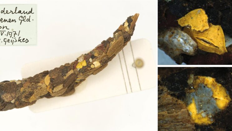 Caddisfly Larvae Have Been Using Microplastics Since the 1970s