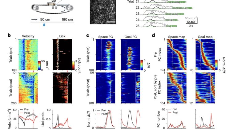 Study Uncovers How Experience Refines Spatial Memory