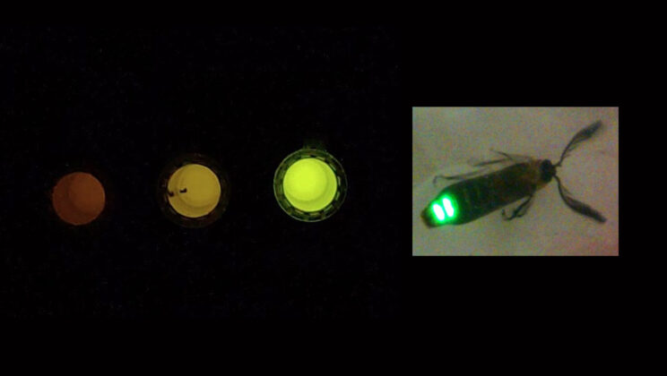 Researchers Develop pH-Sensitive Biosensor from Firefly Enzyme