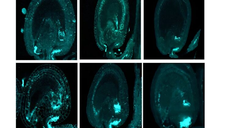 Scientists Discover New Plant Tissue Crucial for Seed Growth