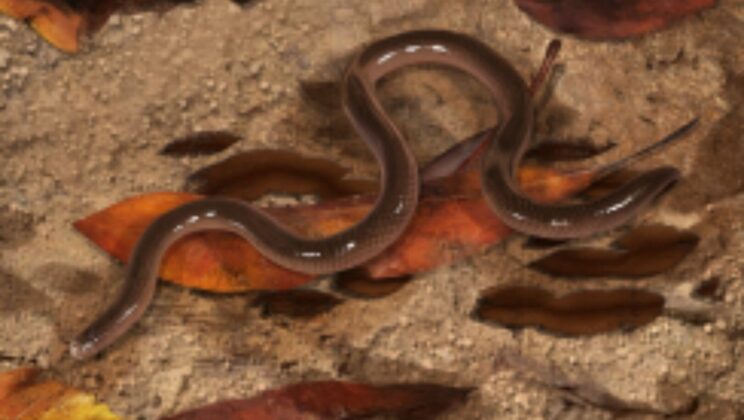 The Flowerpot Snake: Unraveling the Secrets of Asexual Reproduction and Trisomy