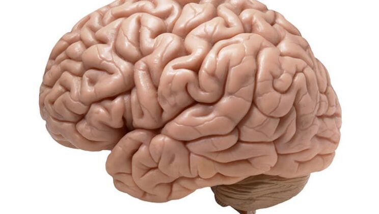 Genetic Deletion Tied to Autism and Schizophrenia Risk Through Puberty-Driven Brain Shifts