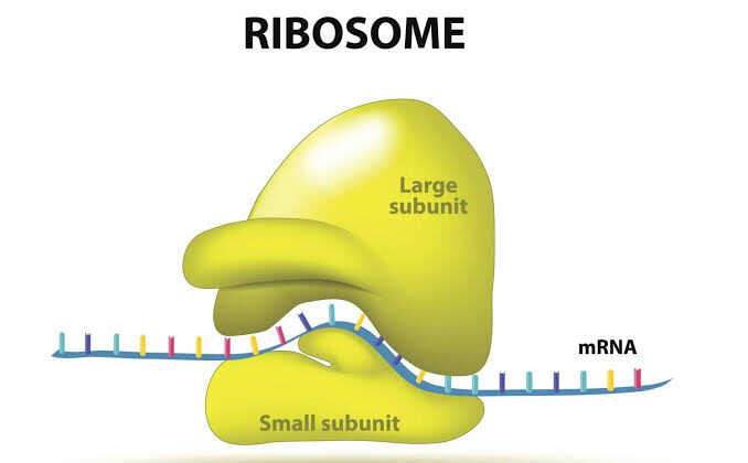 What is a Ribosome? The Tiny Protein Factory Powering All Life