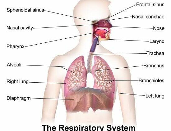 What is an Organ System? A Complete Guide to the Body’s Inner Workings