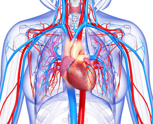 What is the Role of the Heart in the Circulatory System?