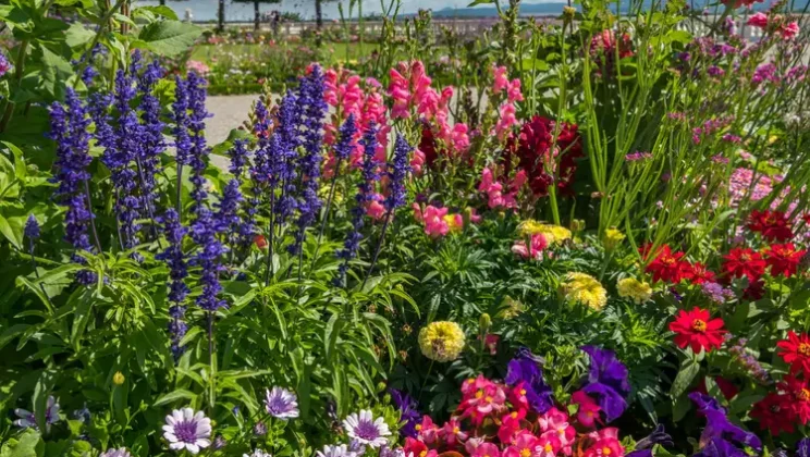 How Plants Sense the World Around Them