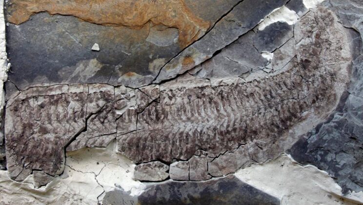 444-Million-Year-Old Fossil Reveals Ancient Anatomy