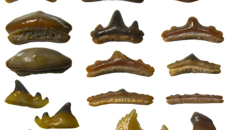 The Dike’s Secrets: Unearthing 200 Million-Year-Old Fossils in Somerset