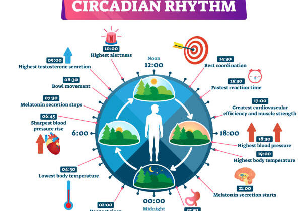 The Biological Clock: How Circadian Rhythms Affect You