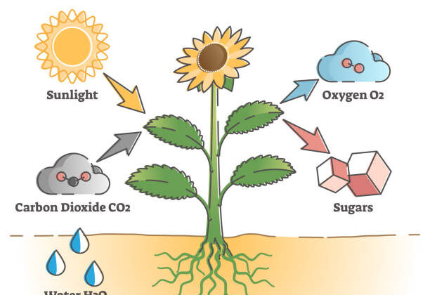 How Photosynthesis Powers the Planet