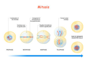 What is Mitosis? A Complete Guide to Cell Division and Its Importance