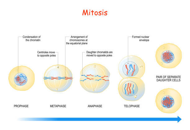 What is Mitosis? A Complete Guide to Cell Division and Its Importance