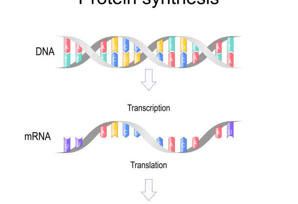 What is Protein Synthesis? Understanding the Essential Process Behind Life’s Molecular Machinery