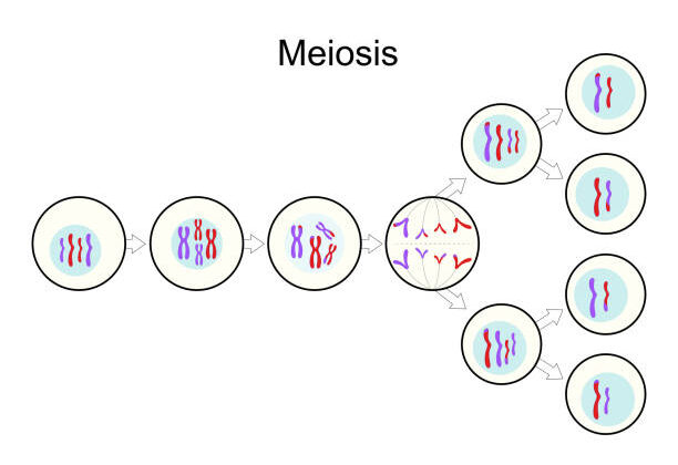 What is Meiosis? The Essential Process Behind Genetic Diversity