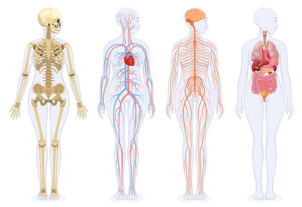What is the Nervous System? Its Structure, Functions, and Why It’s Essential to Life
