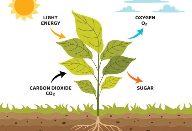 What is Photosynthesis? A Complete Guide to the Life-Sustaining Process