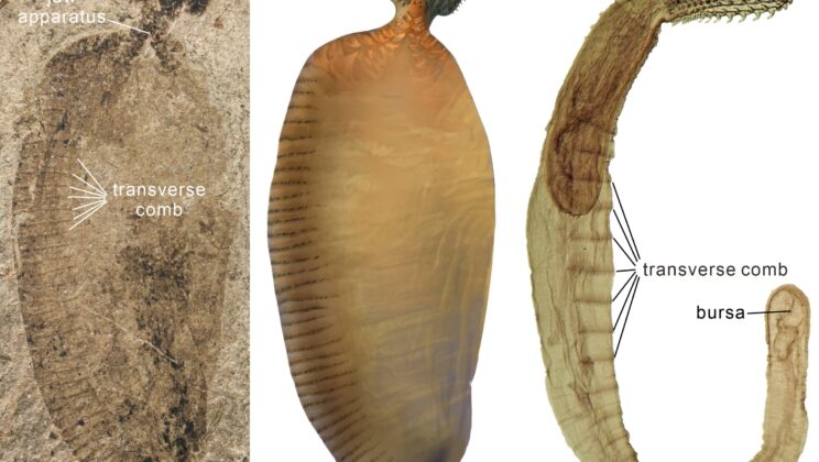 160-Million-Year-Old Worm Fossil Bridges Evolutionary Gap in Parasites
