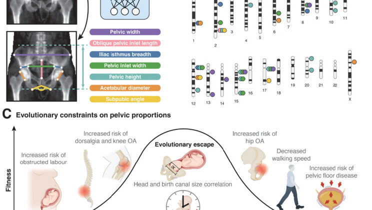 New Study Reveals Trade-Offs Between Hip Width, Childbirth, and Mobility