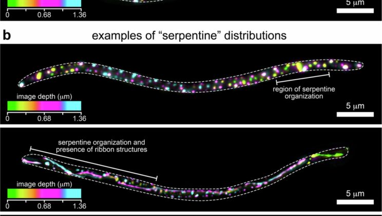 Scientists Watch Viruses Hunt Bacteria in Real Time Using New Imaging Breakthrough