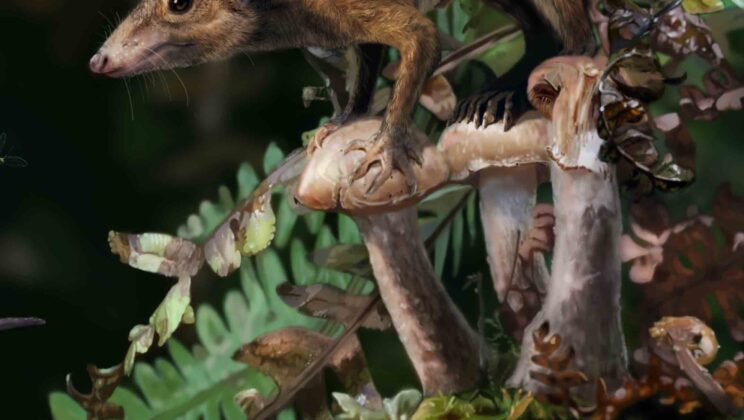 Mammals Were Terrestrial Before the Asteroid, New Study Reveals