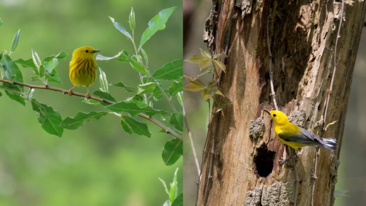 Female Birds Fight Fiercely for Nesting Sites