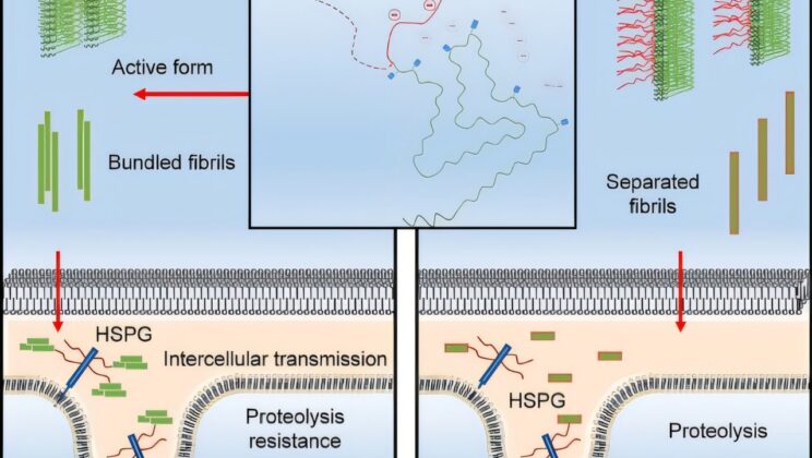 The Chaos Within: Unraveling the ‘Fuzzy Coat’ Mystery in Parkinson’s and LBD