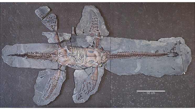 New Plesiosaur Fossil from Germany Reveals Early Jurassic Diversification