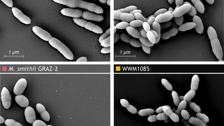 The Discovery of Methanobrevibacter intestini and GRAZ-2 in the Human Gut