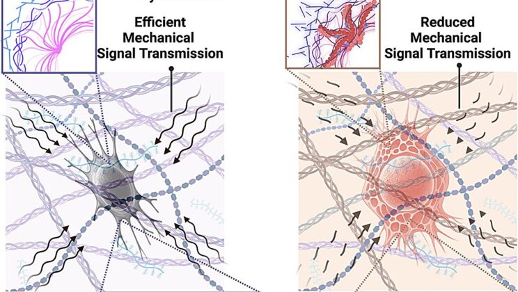 Study Shows Osteocyte Senescence Leads to Bone Weakening