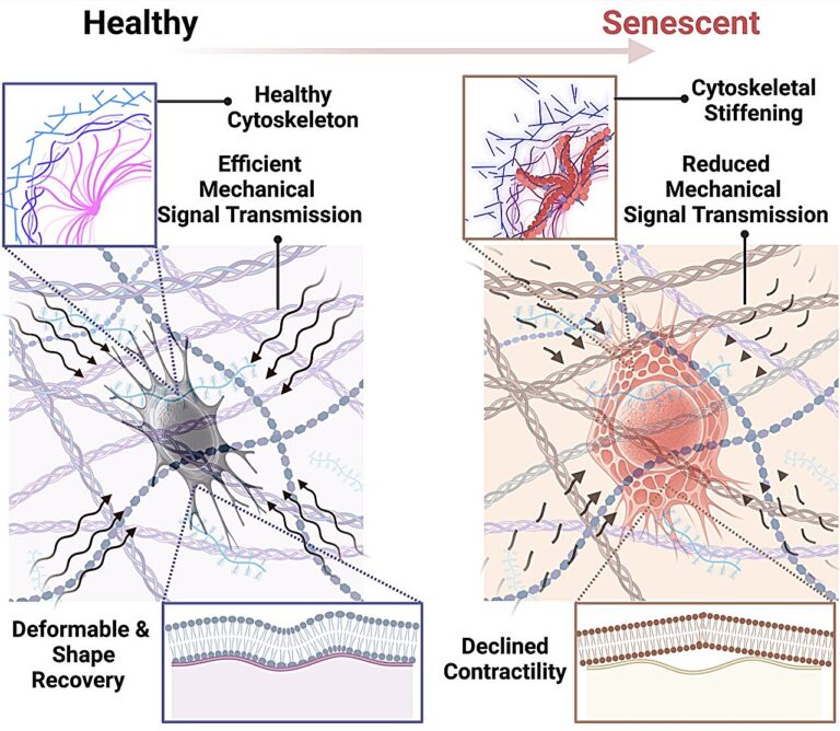 Study Shows Osteocyte Senescence Leads to Bone Weakening