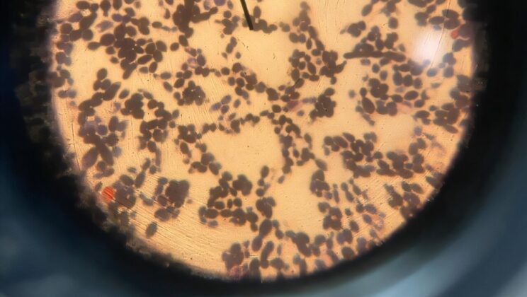 Researchers Uncover Yeast Strains for Rich Nonalcoholic Brews