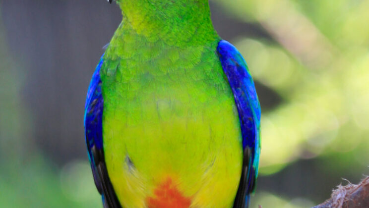 Can Genetic Science Save the Orange-Bellied Parrot?