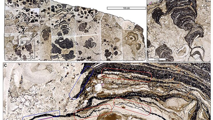 480-Million-Year-Old Phosphatic Stromatoporoid Sponge Discovered in China